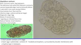 47 Practical Parasitology Dipylidium caninum Egg Packet Stage [upl. by Schmitt]