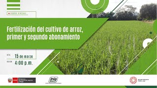 Fertilización del cultivo de arroz primer y segundo abonamiento [upl. by Yeldarb638]