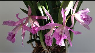 Brassocattleya or Brassanthe Maikai Brassavola nodosa x Cattleya bowringiana [upl. by Jervis]