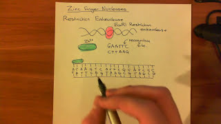 Zinc Finger Nucleases [upl. by Atinaw]