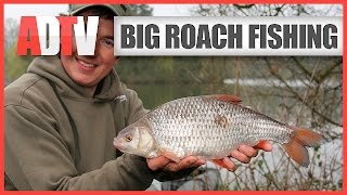 How To Catch Big Roach  Roach Fishing Rigs Tips amp Tactics [upl. by Herta865]