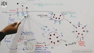 Endocytosis receptor mediated endocytosis [upl. by Alyn]