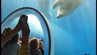 Polar Bears Assiniboine Park Zoo Winnipeg Manitoba Canada [upl. by Nerro]