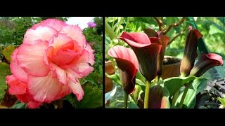 Overwintering Begonias amp Calla Lilies  easy guide [upl. by Aicylla]