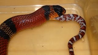 Snake Eats Snake Time Lapse Milksnake Eats Cornsnake [upl. by Estis]