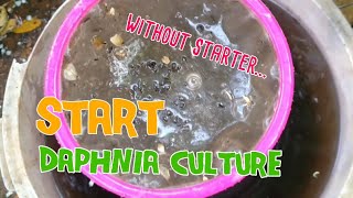 How to culture daphnia moina the easy way 1  Starting the Daphnia culture [upl. by Crary868]