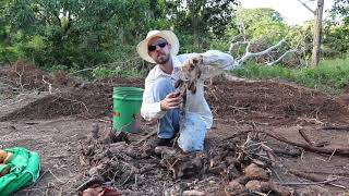 How to Dig Yam Beds and Plant Yams Dioscorea spp [upl. by Lertram]