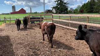 Hobby farm beef cattle setup [upl. by Cuttler]