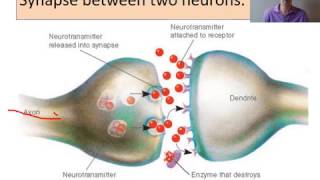 biopsychology Neurons and synaptic transmission [upl. by Jarvey]