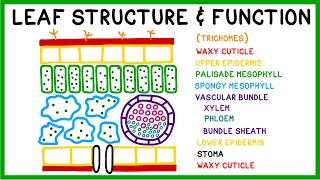 Leaf Structure and Function [upl. by Ahsekan]