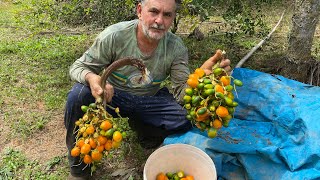 PUPUNHA FRUTA TÍPICA DA AMAZÔNIA [upl. by Hawken]