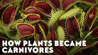 How Plants Became Carnivores [upl. by Bauske]