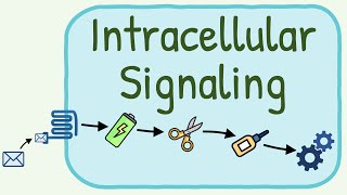 Intracellular Signaling  Second Messenger System [upl. by Mandal412]