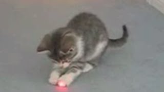 Cats Chasing Laser Pointers Compilation [upl. by Halda]