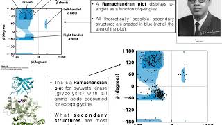 How to Interpret Ramachandran Plots [upl. by Gussi525]