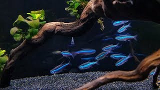 GREEN NEON TETRA CARE  Brilliant Blue Nano Fish for Aquascaping [upl. by Auqeenahs723]