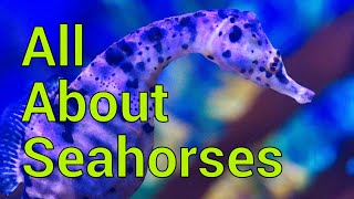 All About Seahorses  Tank setup Feeding Care and more [upl. by Stark]