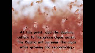 Daphnia  How to grow daphnia in your home [upl. by Lupee]