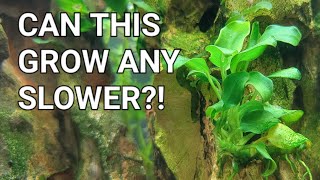 Anubias Care Guide  The Best Beginner Plant [upl. by Adnical]