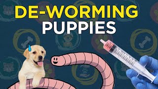 Deworming Puppies [upl. by Alis]