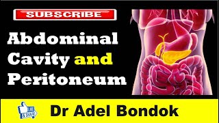 Abdominal Cavity Planes Compartments and Peritoneum Dr Adel Bondok [upl. by Tuttle908]