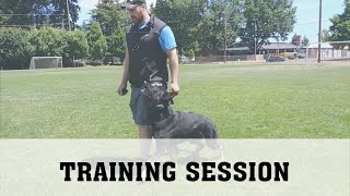 Schutzhund Obedience Training [upl. by Siol]