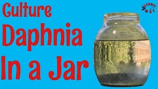 How to Culture Daphnia in a Jar [upl. by Monahon532]