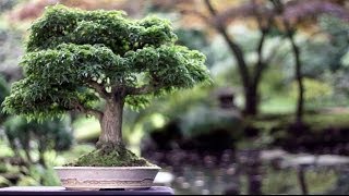 Bonsai trees [upl. by Ilyk]