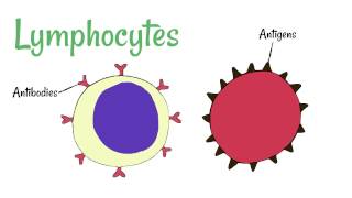 Cell Defence Lymphocytes and Phagocytes [upl. by Ambrosine485]