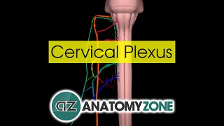 Cervical Plexus  Anatomy Tutorial [upl. by Shear29]