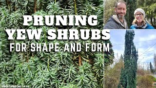 ✂ Pruning Yew Shrubs  Yew Pruning  SGD 348 ✂ [upl. by Alyworth]