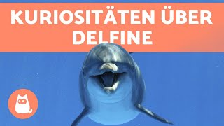 Delfine  10 wissenschaftliche Fakten [upl. by Yssis179]