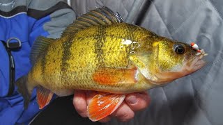 Ice Fishing JUMBO PERCH  South Dakota Timber Tigers  Jason Mitchell Outdoors [upl. by Nerret545]