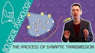 Synaptic Transmission  Biological Psychology AQA ALevel [upl. by Eruot]