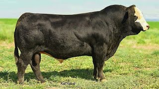 Black Simmental bulls [upl. by Danya450]