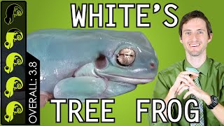 Whites Tree Frog The Best Pet Amphibian [upl. by Erreid608]