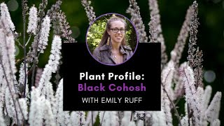 Plant Profile Black Cohosh with Emily [upl. by Werdnaed715]