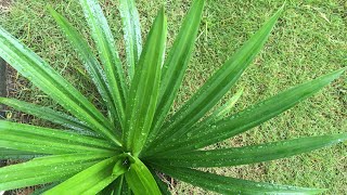 Pandan Plant Leaves Herbs for Cooking and Baking [upl. by Moreland]