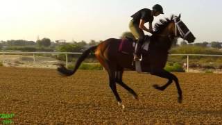 Horses Gallop in Slow Motion [upl. by Yelyk]