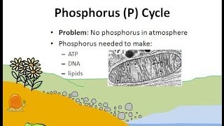 The Phosphorus Cycle [upl. by Bohner]