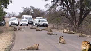 Largest Lion Pride Ever Blocking Road In Kruger Park [upl. by Auqinot]