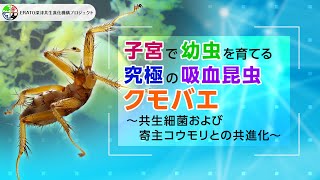 子宮で幼虫を育てる究極の吸血昆虫クモバエ〜共生細菌および寄主コウモリとの共進化〜【ERATO深津共生進化機構プロジェクト】 [upl. by Amerak]