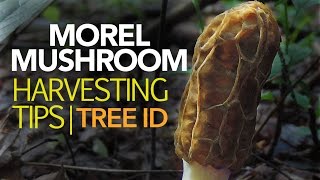 Morel Mushroom Harvesting Tips — Tree Identification [upl. by Rafaelle]