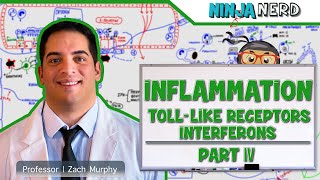 Immunology  Inflammation Toll Like Receptors and Interferons Part 4 [upl. by Noskcaj]