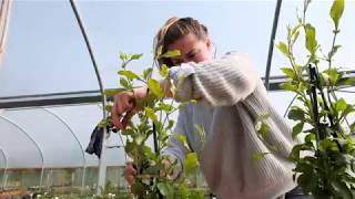 Plumbago cutting back  Spring Tip [upl. by Vasily]