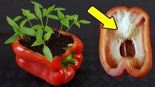 🌶️🌶️ GeRmInAr PiMiEnToS en 5 DÍAS  2 MétODos  SemBRAR PIMIENTOS Ají Morrón Padrón Chili [upl. by Ennoira870]