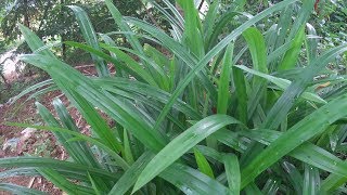 Pandan Plant in My Garden  Pandanus Amaryllifolius [upl. by Meneau452]