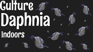 How to Culture Daphnia [upl. by Niboc795]