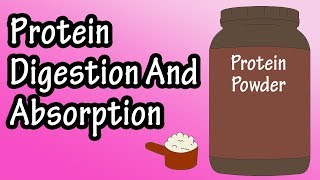 Protein Digestion And Absorption  Protein Metabolism [upl. by Cardie]