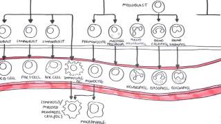 An introduction to Haematopoesis [upl. by Shela]